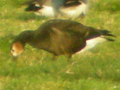 Red-breasted Goose x Barnacle Goose hybrid